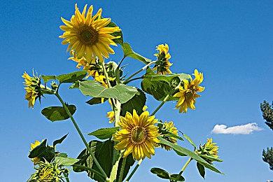 《崩坏：星穹铁道》新角色镜流介绍 云骑武经•说剑