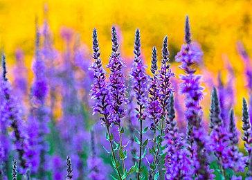 《合金装备：大师合集Vol.1》更新发布 修复大量问题